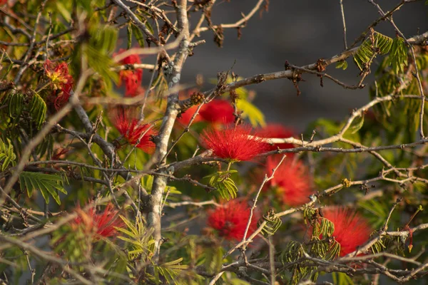 Karışık ağaç dalları arasında açan kırmızı çiçekler.