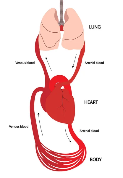 Blutkreislauf Blut Fließt Von Lunge Herz Zum Körper Arterielles Und — Stockfoto