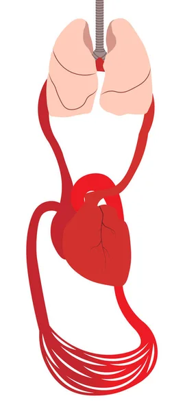 Sistema Circulación Sanguínea Flujo Sangre Pulmón Corazón Cuerpo Sistema Circulación — Foto de Stock