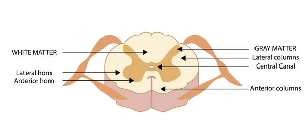 Spinal cord illustration, cross section. Anatomy structure