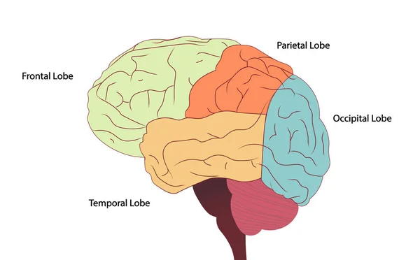 Ilustración Vista Lateral Del Cerebro Humano Dividida Lóbulos Anatomía Cerebral —  Fotos de Stock