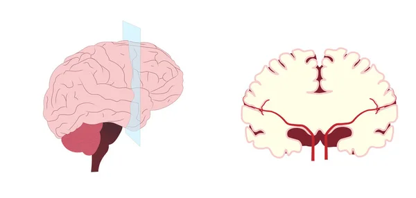 Вид Церебральну Корональну Секцію Всередині Мозкової Перспективи — стокове фото