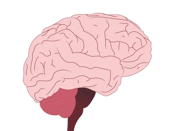 Ilustración Vista Lateral Del Cerebro Humano —  Fotos de Stock