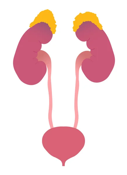 Urinary Tract Anatomy Kidney Ureters Adrenal Glands Bladder — Stock Photo, Image