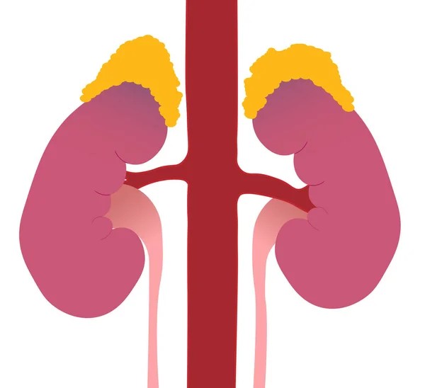 Ilustración Del Órgano Renal Arteria Renal Glándulas —  Fotos de Stock