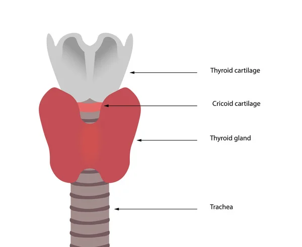 Ilustración Anatomía Glándulas Tiroideas Saludables Estructuras Glándula Tiroides Arround — Foto de Stock