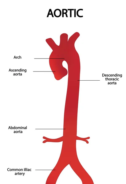 Aort anontomisi. Aort arteri yapılandırması
