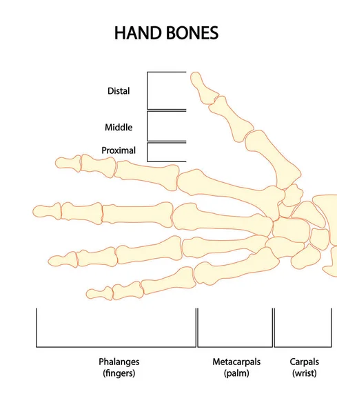 Anatomía Mano Huesos Mano Izquierda — Foto de Stock