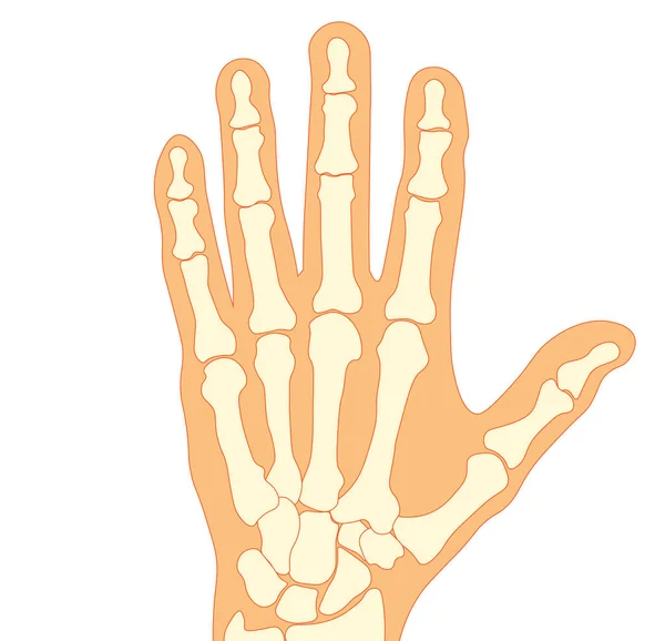 El kemikleri. Sol el kemikleri. Parmak kemikleri..