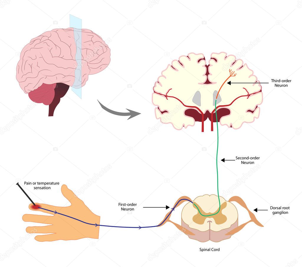 Pain Pathway. Nociception. Ascending pathway that connect the periphery with the brain during pain and temperature sensation. Hand, spinal cord and brain.