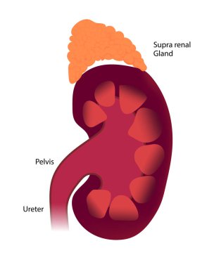 Böbrek anatomisi kesiti görünümü.