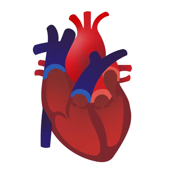 Hjärtats Anatomi Ilustration Hjärtat Öppet Med Ventriklar Och Ventiler — Stockfoto
