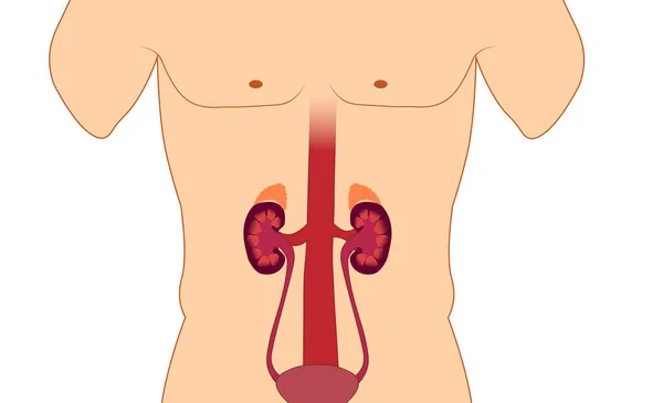 Ilustración Anatomía Renal Vesical Cuerpo Masculino — Foto de Stock