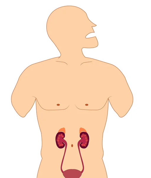 Illustration Der Anatomie Von Niere Und Blase Männlichen Körper — Stockfoto