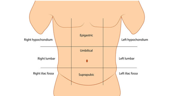 Abdominal wall anatomy sections. Male abdominal anatomy