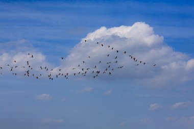 pembe flamingolar sürü