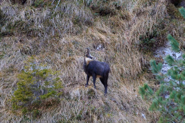 Chamois close up — Stock Photo, Image