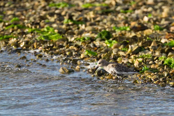 Strandplevier vogel — Stockfoto