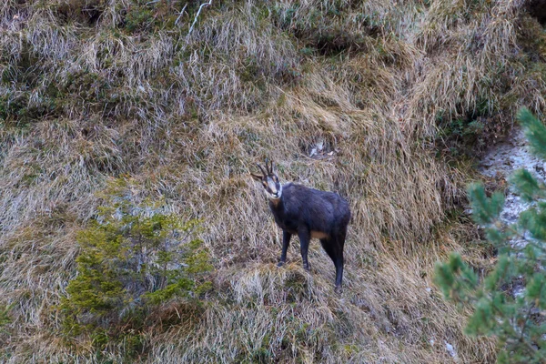 Chamois close up — Stock Photo, Image