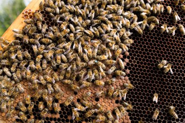 Kraliçe Arı yakın çekim