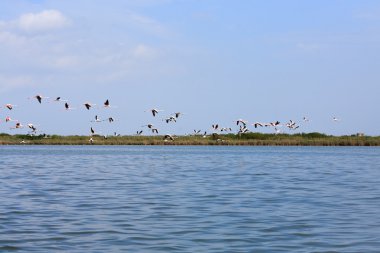 pembe flamingolar sürü