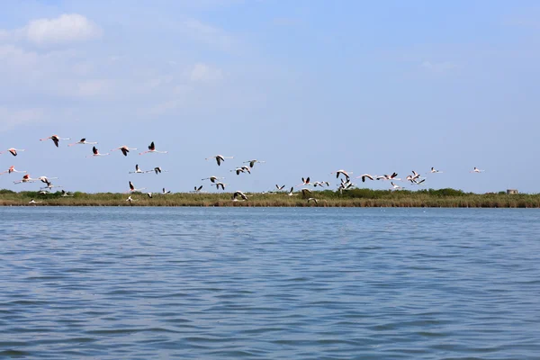 Herde rosa Flamingos — Stockfoto