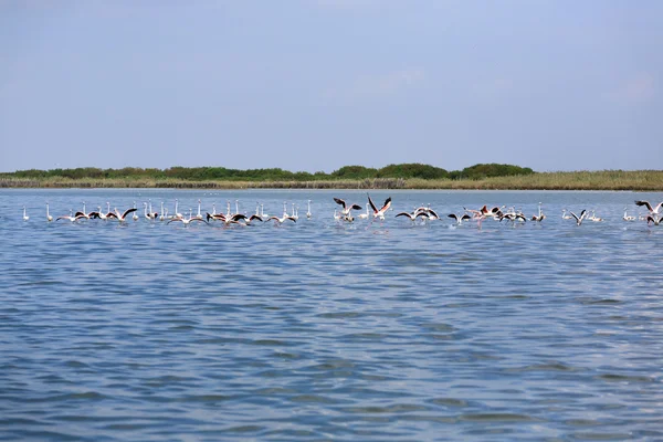 Rebanho de flamingos rosa — Fotografia de Stock