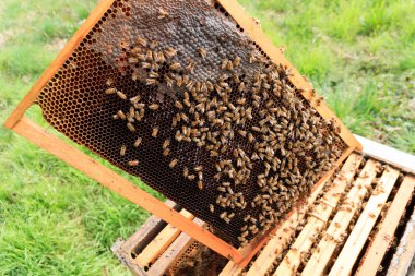 Açık kovan, arıcılık