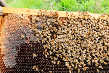 Kraliçe Arı yakın çekim