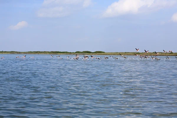 Herde rosa Flamingos — Stockfoto