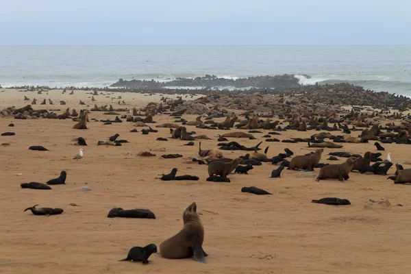 Focas de pele de cabo — Fotografia de Stock