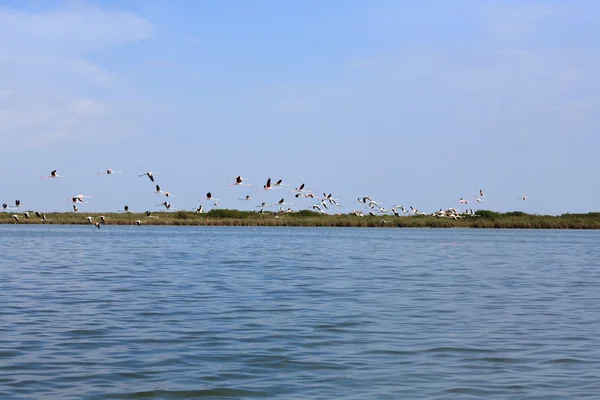 Herde rosa Flamingos — Stockfoto