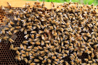 Kraliçe Arı yakın çekim