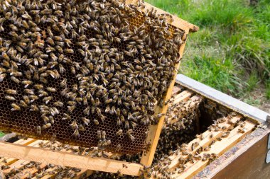 Açık kovan, arıcılık