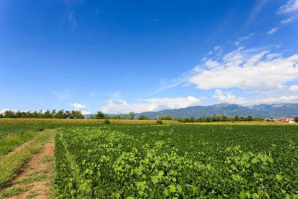 Rolnictwo, pola soi — Zdjęcie stockowe