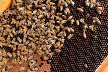 Kraliçe Arı yakın çekim