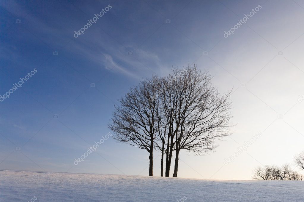 A winter landscape with an isolated tree over a blue sky