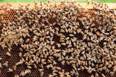 Açık kovan, arıcılık