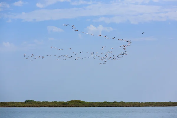 Herde rosa Flamingos — Stockfoto