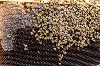 Kraliçe Arı yakın çekim