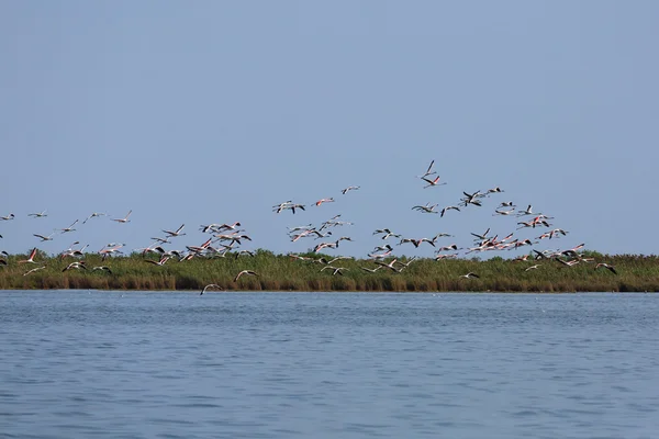 Herde rosa Flamingos — Stockfoto