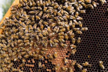 Kraliçe Arı yakın çekim