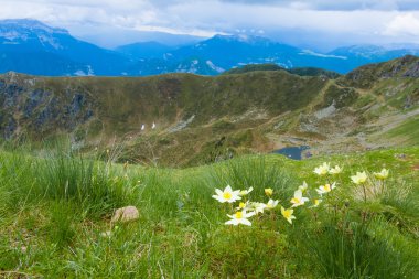 Dağ tepe panorama. Pulsatilla alpina çiçek