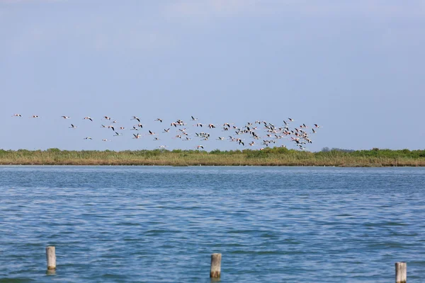 Rebanho de flamingos rosa — Fotografia de Stock