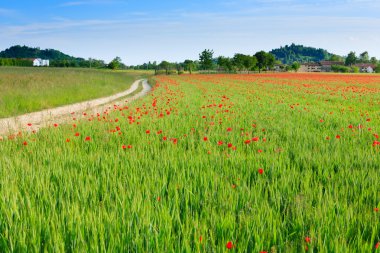 Toprak yol yalak İtalyan kırsal