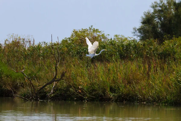 Uçan büyük ak balıkçıl