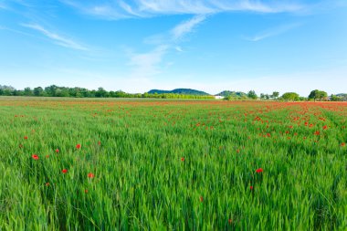 Arka plan dağlarda kırmızı haşhaş alanla