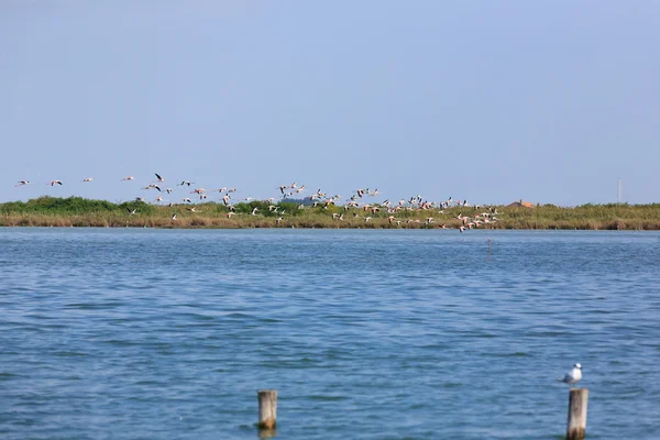 Herde rosa Flamingos — Stockfoto