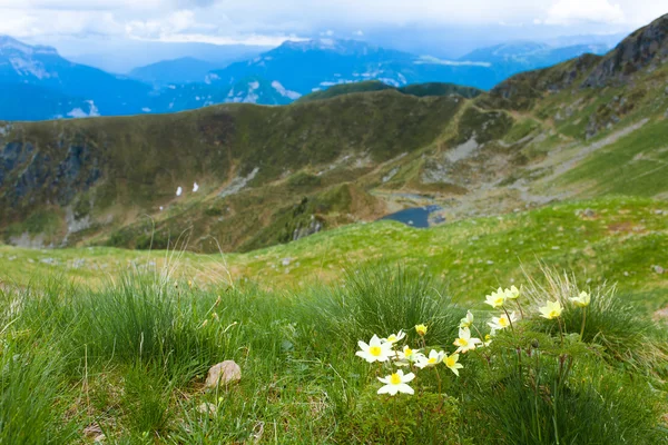 Panorama de montanha. Pulsatilla alpina flor — Fotografia de Stock