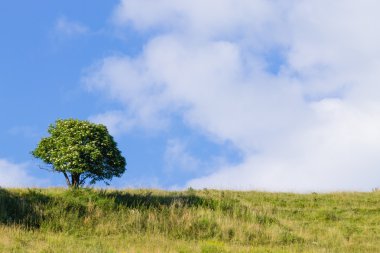 İzole ağaç üzerinde mavi gökyüzü. Yaz panorama